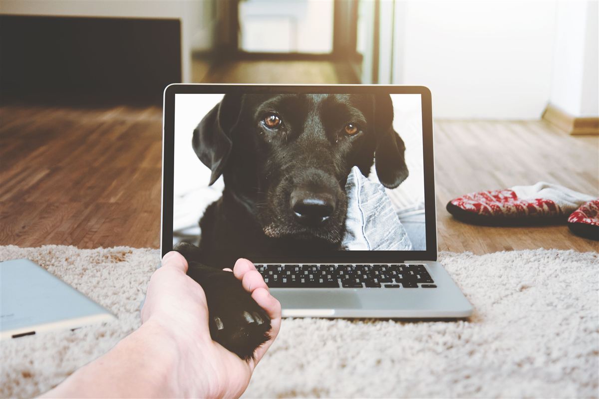 An online veterinary consultation in progress on a laptop, with a dog's paw resting on the keyboard
